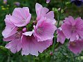 Malvaceae - Malva alcea